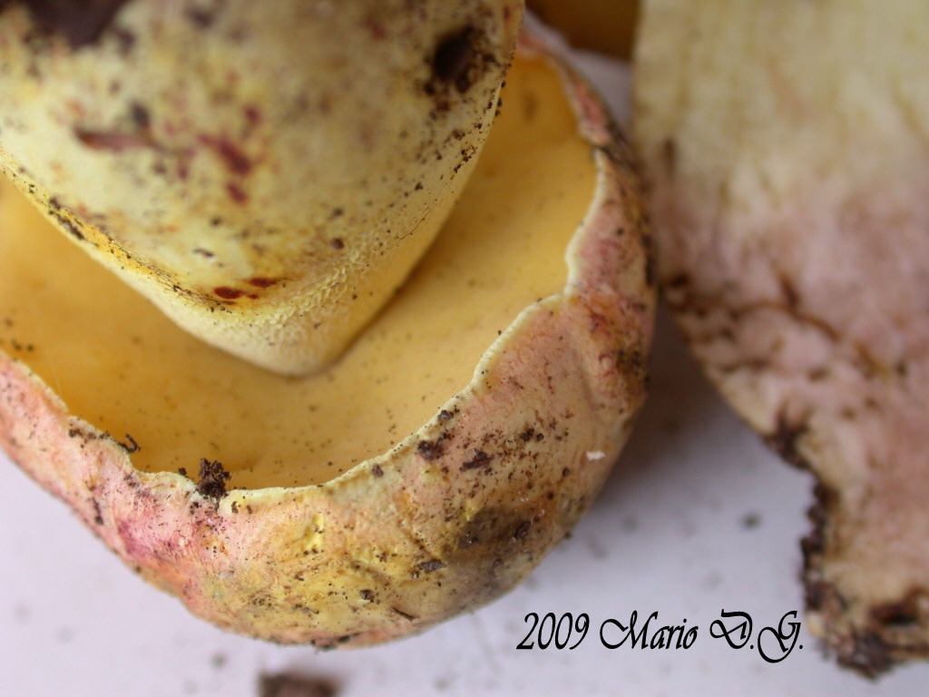Boletus da determinare >>> n� 1